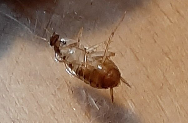 蟑螂四腳朝天